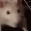 🐀