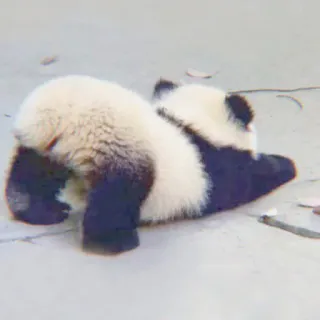 🐼 panda, panda bebê, animal, fofo, urso, vida selvagem, adorável, dormindo telegram sticker