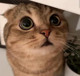 👀 kucing, binatang, hewan peliharaan, imut, anak kucing, mata lebar, kucing ketakutan, scottish fold telegram sticker