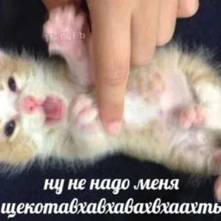 🤩 ну не надо меня щекотавхавхавхавхавхаахть cat, kitten, tickle, cute, pet, animal, russian text telegram sticker