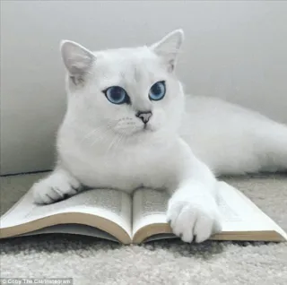 🌝 Coby The Cat/Instagram gato, gato branco, olhos azuis, livro, lendo, animal de estimação, animal, animal doméstico whatsapp sticker