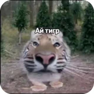 👍 Ай тигр tygrys, zwierzę, natura, śmieszne telegram sticker
