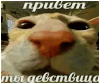 🐓 Beluga cat привет ты девственница telegram sticker