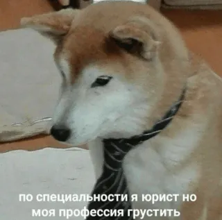 😿 Doge по специальности я юрист но моя профессия грустить telegram sticker