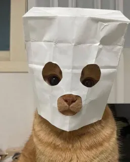 🤩 kucing, kantong kertas, masker, lucu, hewan peliharaan, binatang whatsapp sticker