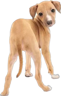 🫤 cane, cucciolo, animale, animale domestico, carino, canino telegram sticker