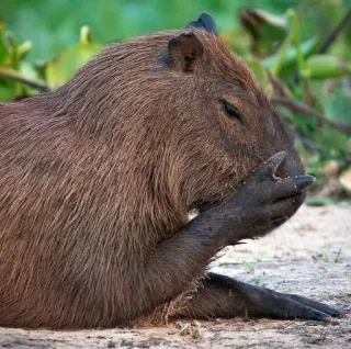 🤭 capybara, animal, rongeur, mammifère, mignon whatsapp sticker