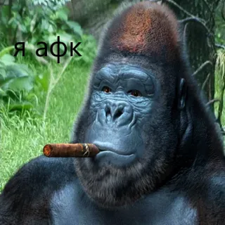 кринж гориллы telegram stickers