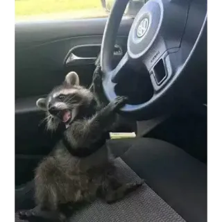🚗 Waschbär, Autofahren, Tier, Auto, Humor, Lustig telegram sticker