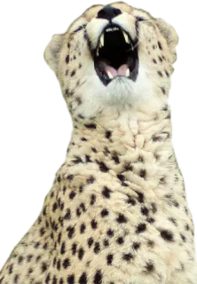 📤 cheetah, animal, cat, wildlife, spotted, roar, yawning whatsapp sticker
