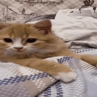 🐈 кот, милый, животное, питомец, домашний, кошачий, рыжий кот whatsapp sticker