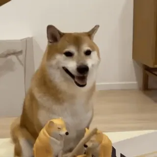 😑 pies, shiba inu, zwierzę, zwierzak, mem, doge telegram sticker
