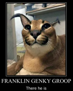 🐱 Franklin FRANKLIN GENKY GROOP
There he is tier, meme, katze, floppa, franklin telegram sticker