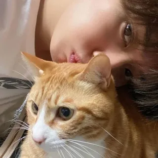 🥰 gatto, gatto arancione, animale domestico, animale, animale domestico, persona, affettuoso telegram sticker