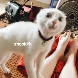 😱 shookth kot, biały, wstrząśnięty, zszokowany, zwierzę, zwierzę domowe telegram sticker