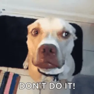 😣 DON'T DO IT! dog, begging, funny, meme, cute, animal whatsapp sticker