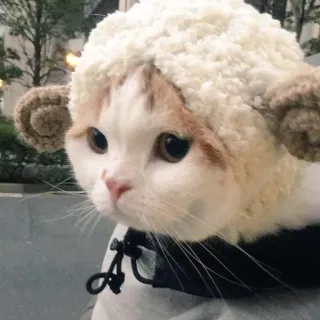 😂 gatto, gattino, pecora, animale, animale domestico, cappello telegram sticker