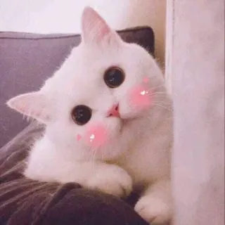 😊 cat, cute, white, kitten, animal, kawaii telegram sticker