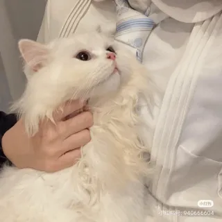 💓 小红书号: 9406666604 кот, белый кот, домашнее животное, животное, домашнее животное, милый whatsapp sticker