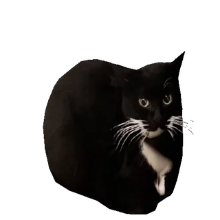 😏 kot, kot tuxedo, zwierzę, zwierzę domowe, czarno-biały, zwierzę domowe, słodki whatsapp sticker