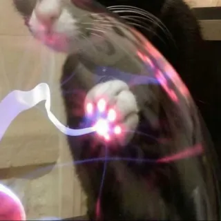 🐱 chat, boule plasma, animal de compagnie, électricité, drôle, chat tuxedo telegram sticker