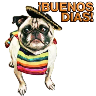 👨 ¡BUENOS DIAS! 퍼그, 개, 솜브레로, 멕시코, 좋은 아침, 좋은 아침, 인사, 동물, 귀여운 telegram sticker