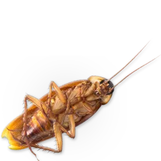 🐞 karaluch, owad, szkodnik, robak, zwierzę telegram sticker