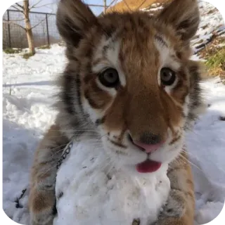 🐱 เสือ, ลูกเสือ, หิมะ, สัตว์, น่ารัก, ฤดูหนาว, สัตว์เลี้ยงลูกด้วยนม telegram sticker