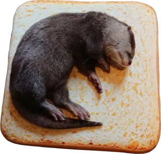 🍞 wydra, zwierzę, chleb, słodkie, śpiący, jedzenie telegram sticker