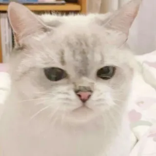 🍬 cat, kitten, animal, pet, cute, domestic whatsapp sticker
