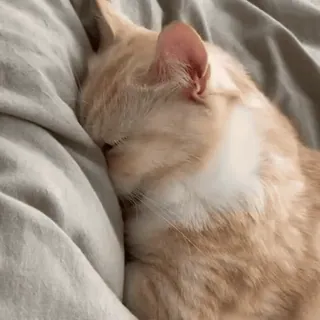 🥺 gato, durmiendo, mascota, animal, lindo, gato atigrado naranja, gato doméstico whatsapp sticker