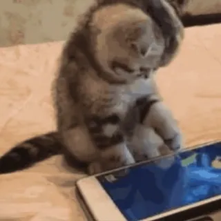 😋 cat, phone, playing, animal, cute, funny telegram sticker