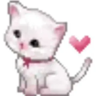 😅 white kitten telegram sticker
