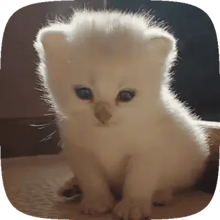 🥺 gatito, gato, animal, lindo, mascota, animal doméstico whatsapp sticker