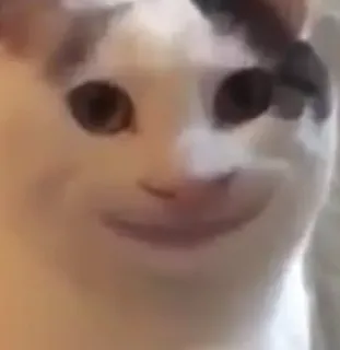 🙂 gatto, meme, divertente, animale, animale domestico telegram sticker