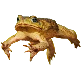 ❤️ sapo, rã, animal, vida selvagem, anfíbio whatsapp sticker