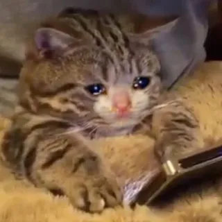 😢 cat, sad, animal, pet, cute telegram sticker