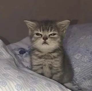 🤍 gato, gatinho, animal, animal de estimação, felino, fofo, animal doméstico telegram sticker