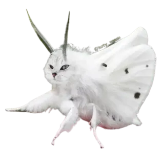 😒 @kory_vezdesu cat, butterfly, hybrid, animal, funny, meme, cute telegram sticker