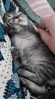 😴 котёнок, кошка, спящий, животное, питомец, милый, домашний telegram sticker