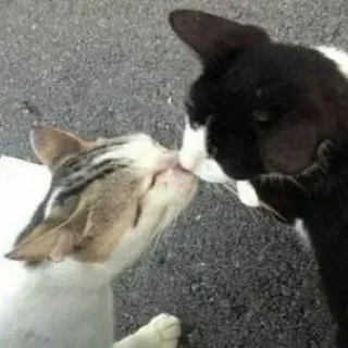 🐈 katzen, küssen, tiere, haustiere, liebe telegram sticker