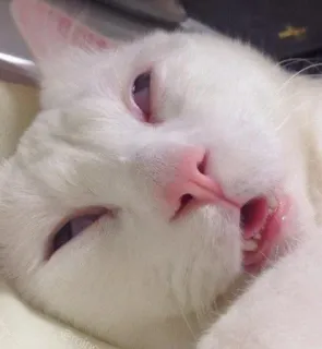 😪 แมว, สัตว์, ตลก, ง่วง, ขาว telegram sticker