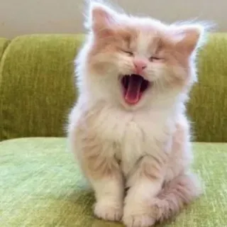 😆 kucing, anak kucing, menguap, imut, hewan peliharaan, peliharaan, berbulu telegram sticker