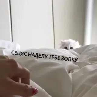 😜 СЕЩАС НАДЕЛУ ТЕБЕ ЗОПКУ gatto, letto, divertente, meme whatsapp sticker