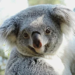 🐨 koala, animal, wildlife, marsupial, australia, cute telegram sticker