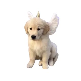 🧚‍♀ 강아지, 천사, 강아지, 골든 리트리버, 날개, 귀여운 telegram sticker