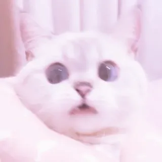 🐱 gato, mascota, animal, gato blanco, lindo, gatito, animal doméstico whatsapp sticker