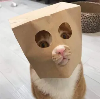 👻 кот, бумажный пакет, смешной, животное, питомец, милый telegram sticker