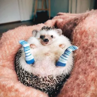 😍 Igel, Tier, niedlich, Socken, Haustier, Säugetier, entzückend telegram sticker