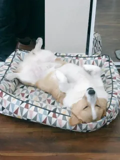 🛏 corgi, anjing, hewan peliharaan, tidur, binatang, lucu, tempat tidur telegram sticker